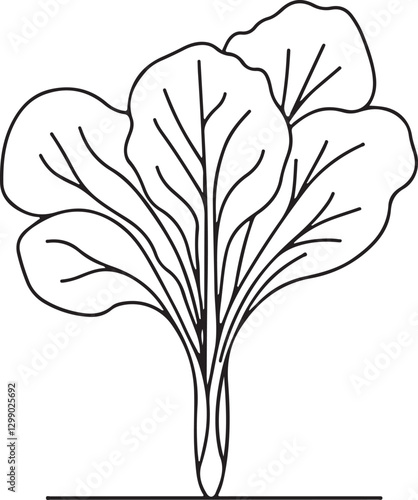 Bok Choy Vegetable Line Drawing in Vector Art