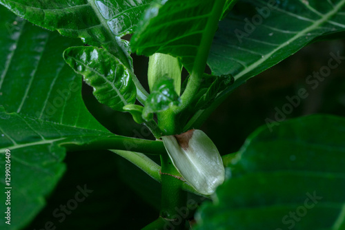 quinine plant-Cinchona
