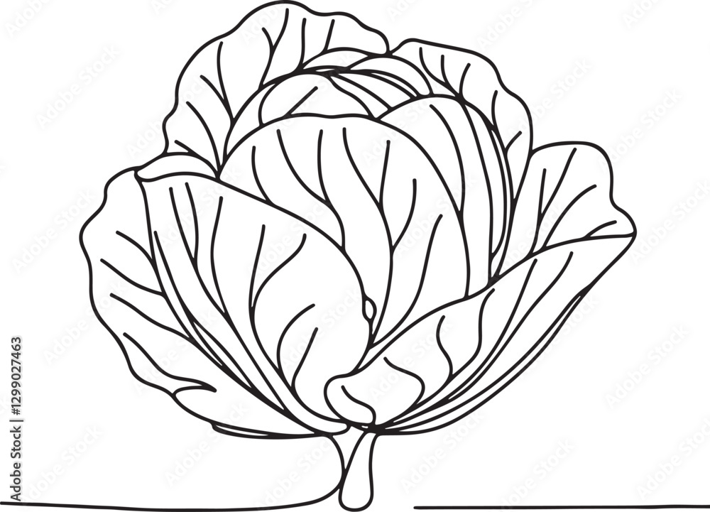 Obraz premium Organic Cabbage Line Art Vector – Simple & Creative