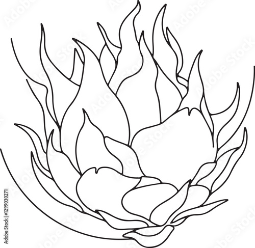 Dragonfruit Line Drawing | High-Quality Vector Art