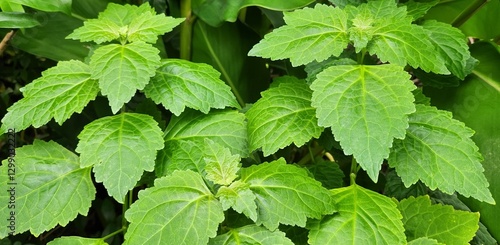 Fotografía A close up view of patchouli plants.