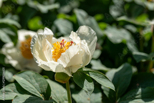 White Flower with Yellow Stamen Delicately Blooming in Green Foliage
