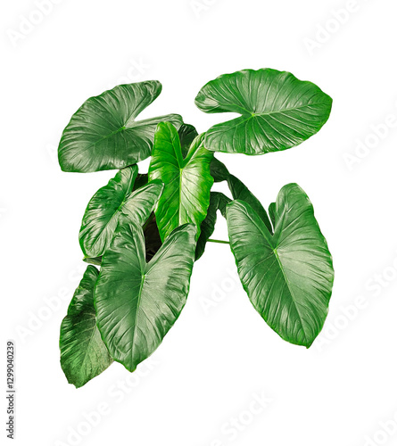 green monstara leaves isolated, a green plant with leaves on a transparent background, Alocasia Plant, green raw plant with large  leaf, 