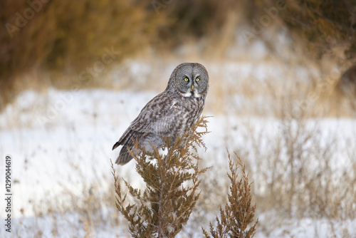 Great gray owl Strix nebulosa perched on the tip of a juniper tree in the golden evening light photo