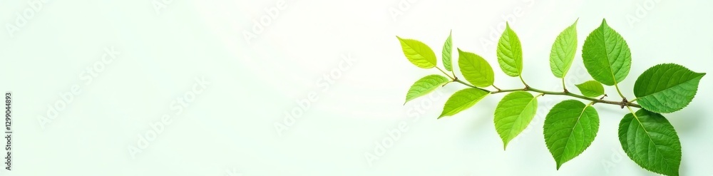 Obraz premium Vibrant green plant branch with foliage on white backdrop, fresh, wooden