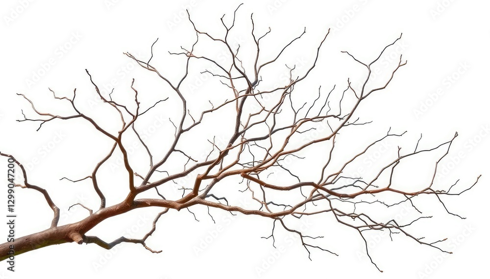 Bare, twisted branches isolated on pure white backdrop, weathered, rustic Bare, twisted branches isolated on pure white backdrop, weathered, rustic