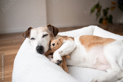 Sleepy dog face resting in bed. Senior pet Jack Russell terrier hugging small toy in bed. Cute relaxed atmosphere. Relaxing at home with family
