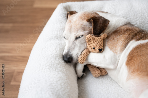 dog tired sleeping in pet bed face hugging best friend family toy bear. Senior dog Jack Russell terrier resting at home. Horizontal composition. resting at home sweet dreams atmosphere, empty space