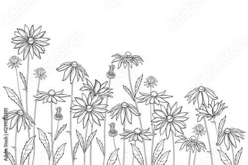 Bunch of outline Rudbeckia or black-eyed Susan flower, bud and leaf in black isolated on white background. 