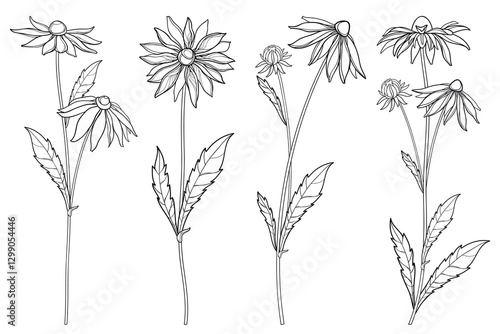 Set with outline Rudbeckia or black-eyed Susan flower bunch with bud and leaf in black isolated on white background. 