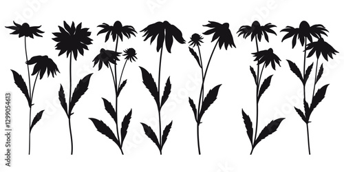 Photos Set with outline Rudbeckia or black-eyed Susan flower silhouettes in black isolated on white background