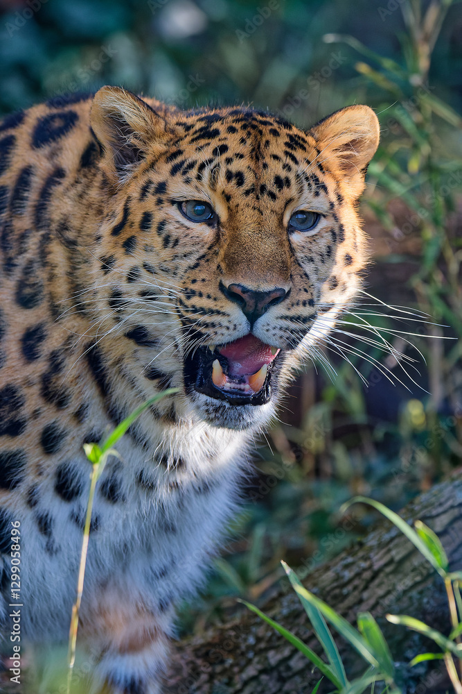 Obraz premium Roaring amur leopard in a grass background