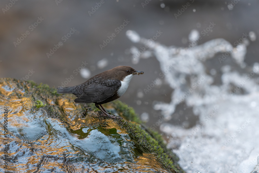 Wasseramsel Wasseramsel