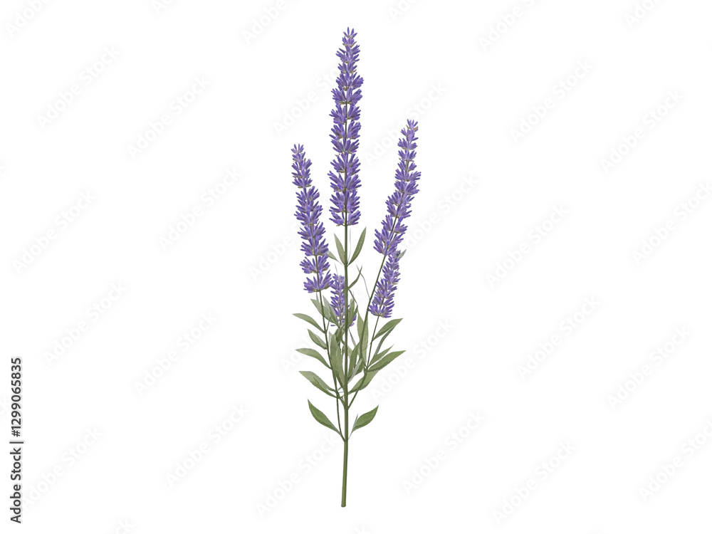 Naklejka premium lavender plant