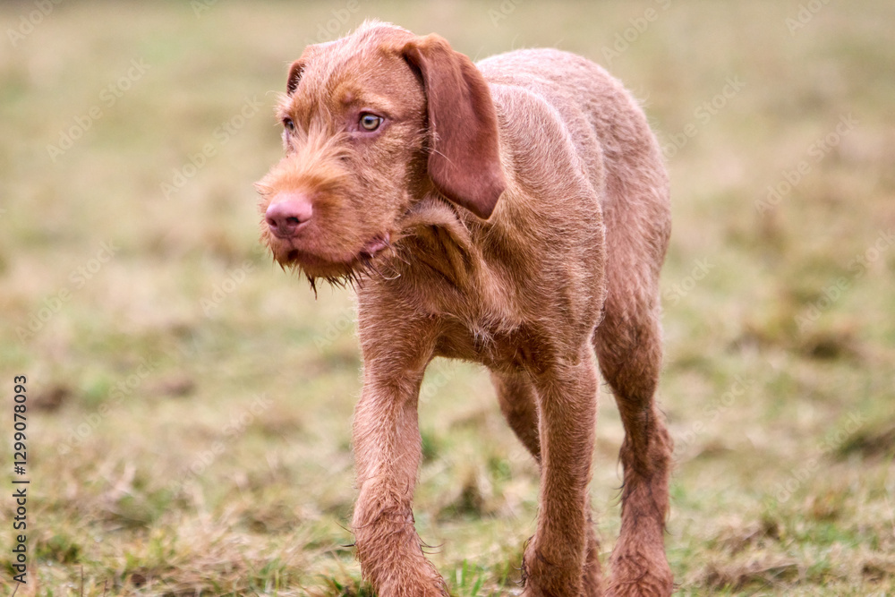 hungarian wirehaired vizsla puppy happy hungarian wirehaired vizsla puppy happy