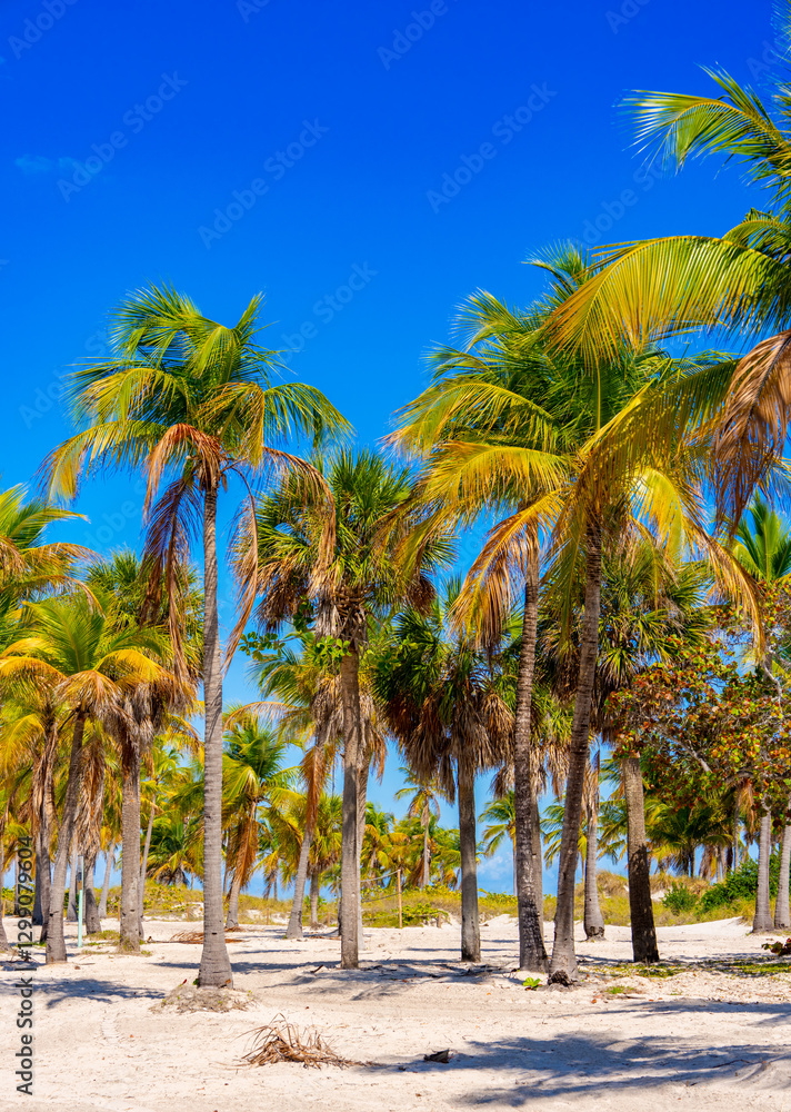 Miami palm tree scene. Print photo. Stock image. 2025 Miami palm tree scene. Print photo. Stock image. 2025
