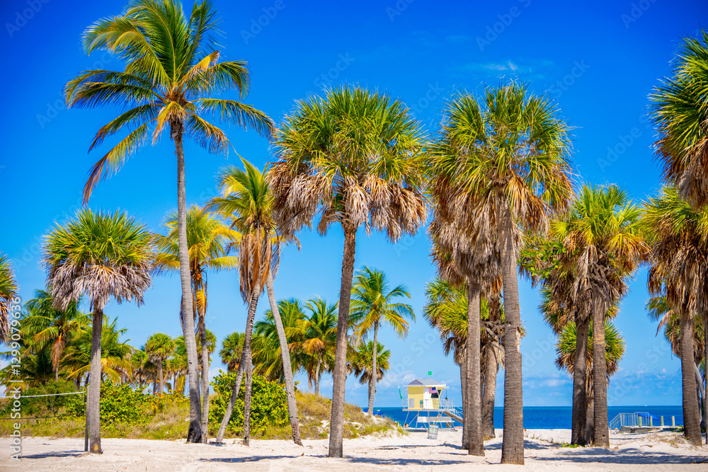 Stock photo prints. tropical palms beach Miami Stock photo prints. tropical palms beach Miami