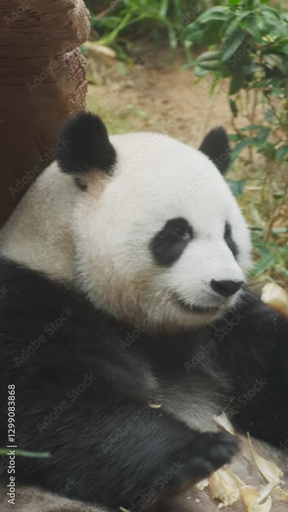Cute giant panda bear eating bamboo close up. Vertical video 4k Cute giant panda bear eating bamboo close up. Vertical video 4k