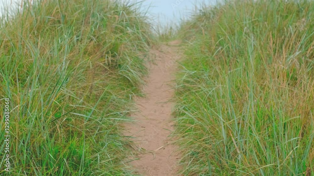 Closeup sand path in green grass golden spikelet plants of coastal dune 4K. Relaxing weekend walk in seaside nature park. Hiking cliff near the Baltic sea. Blue sky background. Shot from bottom to top Closeup sand path in green grass golden spikelet plants of coastal dune 4K. Relaxing weekend walk in seaside nature park. Hiking cliff near the Baltic sea. Blue sky background. Shot from bottom to top