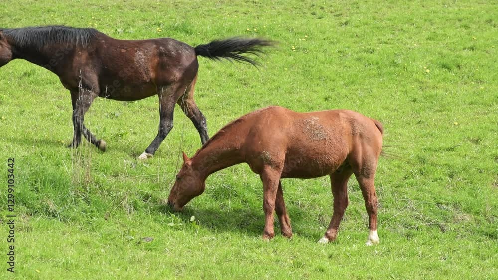 Two domestic brown horses grazing in a meadow on a pasture in the rural countryside, idyllic peaceful scenery
Two domestic brown horses grazing in a meadow on a pasture in the rural countryside, idyllic peaceful scenery