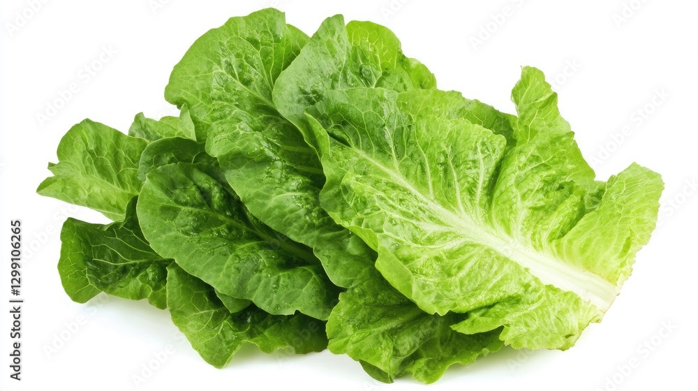 Fresh romaine lettuce leaves, crisp and vibrant, appearing weightless against a white background. Fresh romaine lettuce leaves, crisp and vibrant, appearing weightless against a white background.