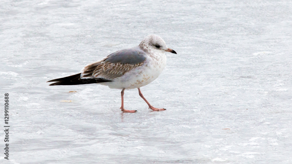 seagull on snow seagull on snow
