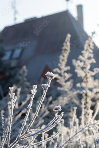 Frost-Covered Branches in Front of a Cozy House During Winter Morning