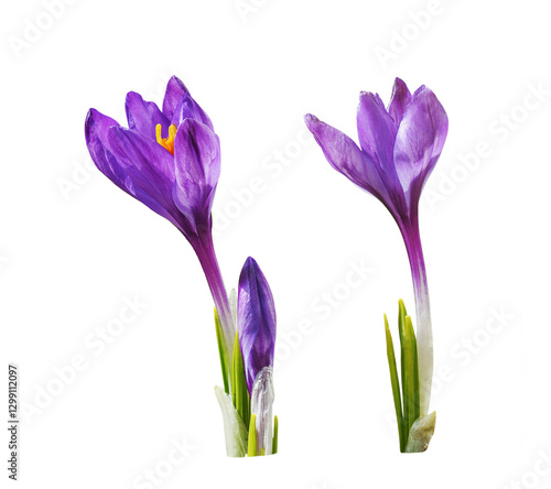 Set of purple crocus flower...