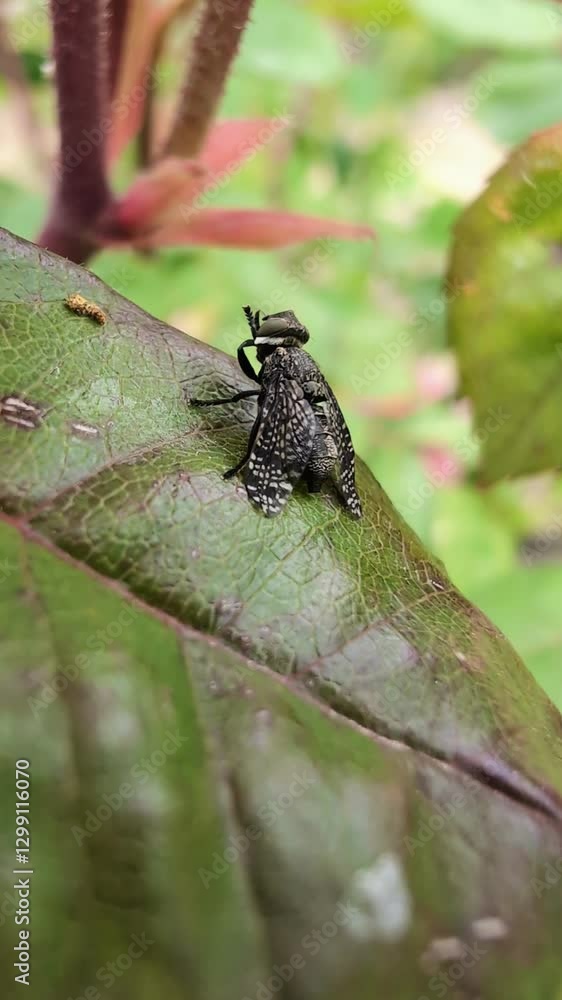 Une mouche fait sa toilette en se frottant les pattes et marche sur une feuille de rosier. Une mouche fait sa toilette en se frottant les pattes et marche sur une feuille de rosier.