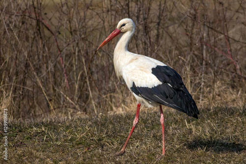 The white stork (Ciconia ciconia)