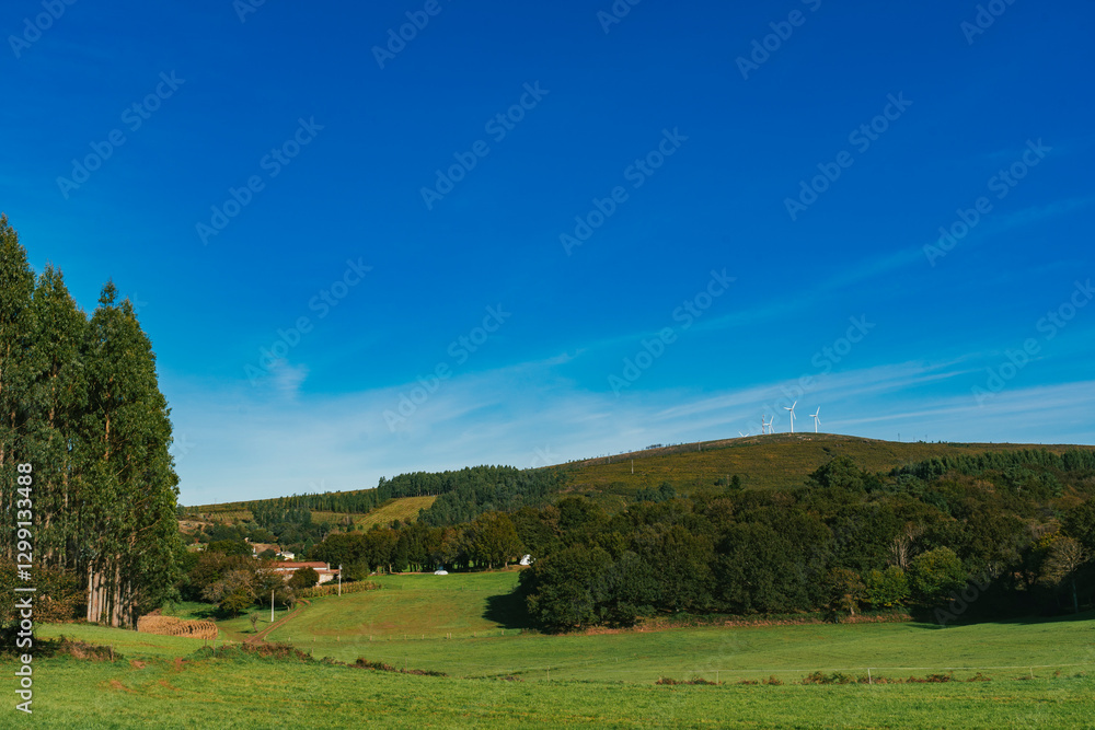 Landscape in the forest with beautiful trees on the French Way. Stage Palas de Rei - Melide. Spain. Landscape in the forest with beautiful trees on the French Way. Stage Palas de Rei - Melide. Spain.
