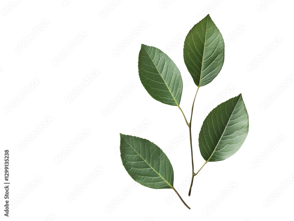 Experience the revitalizing essence of green tea: fresh green leaves steeped in hot water for a soothing beverage with invigorating flavor, delightful aroma, and numerous health benefits. Experience the revitalizing essence of green tea: fresh green leaves steeped in hot water for a soothing beverage with invigorating flavor, delightful aroma, and numerous health benefits.