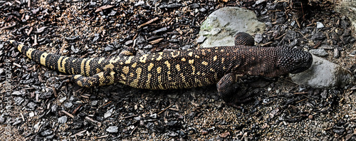 Mexican beaded lizard on the ground. Latin name - Heloderma horridum	 photo