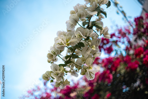 white and pink bougainvillea blooming in mexican spring
