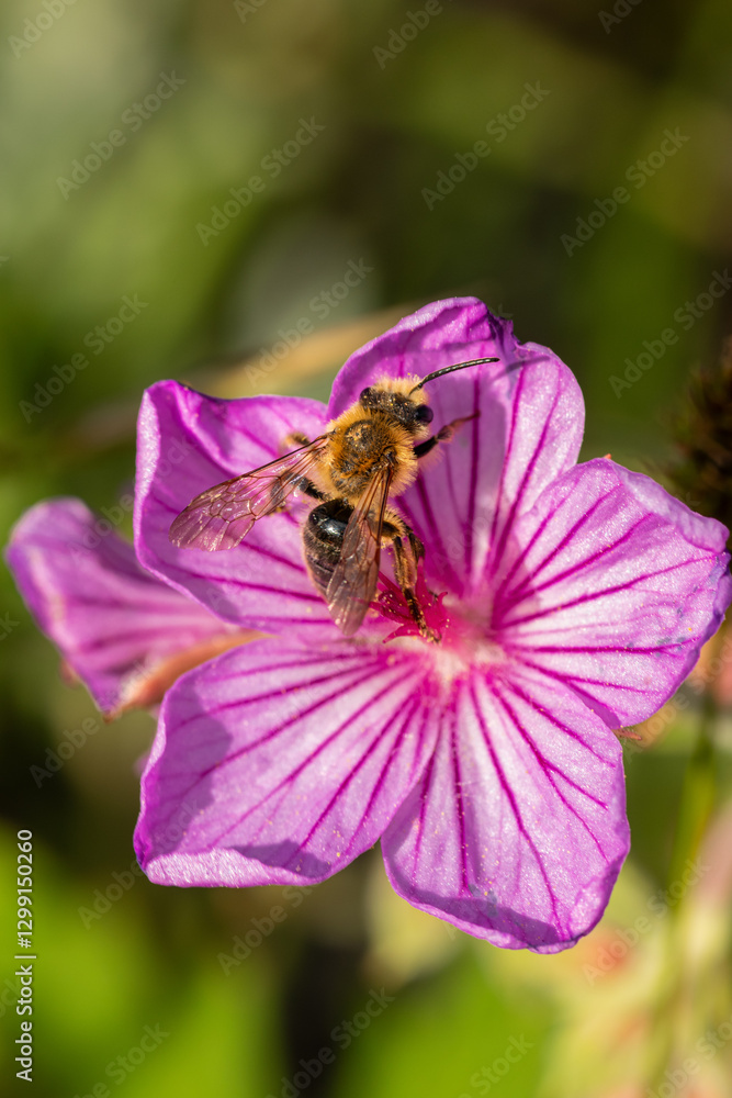 Honey bee taking nectar from a wild flower Honey bee taking nectar from a wild flower