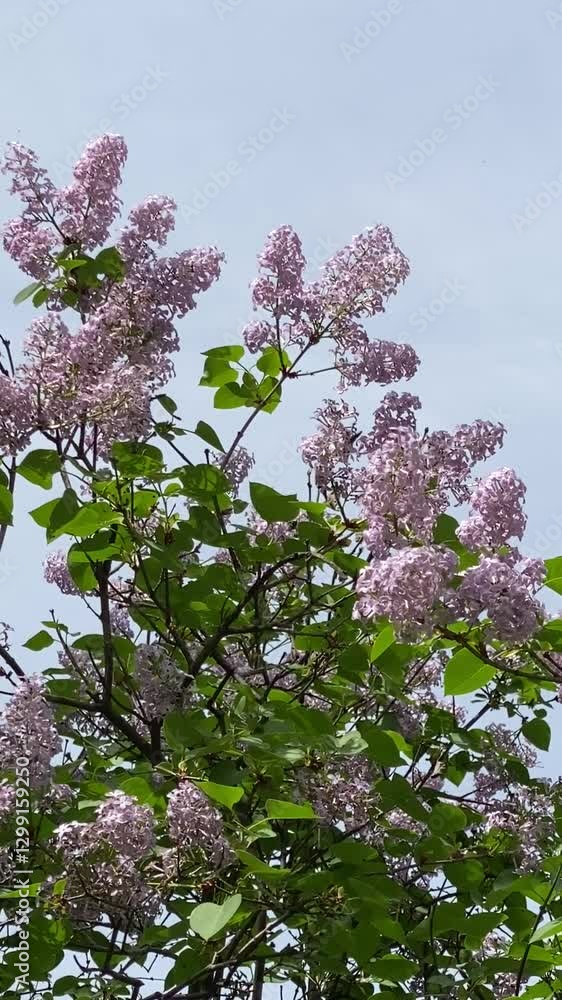 a light purple Korean early lilac flower tree a light purple Korean early lilac flower tree