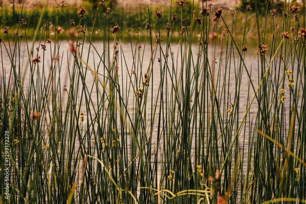 Obraz premium Close-up view of some bur-reed growing at the edge of a lake, in a farm near the colonial town of Villa de Leyva, in central Colombia.