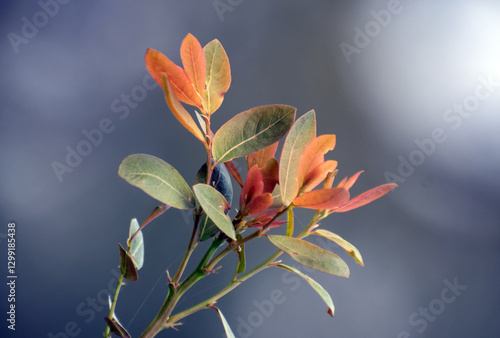 Colorful autumn leaves on a branch with vibrant red, orange, and yellow hues. photo