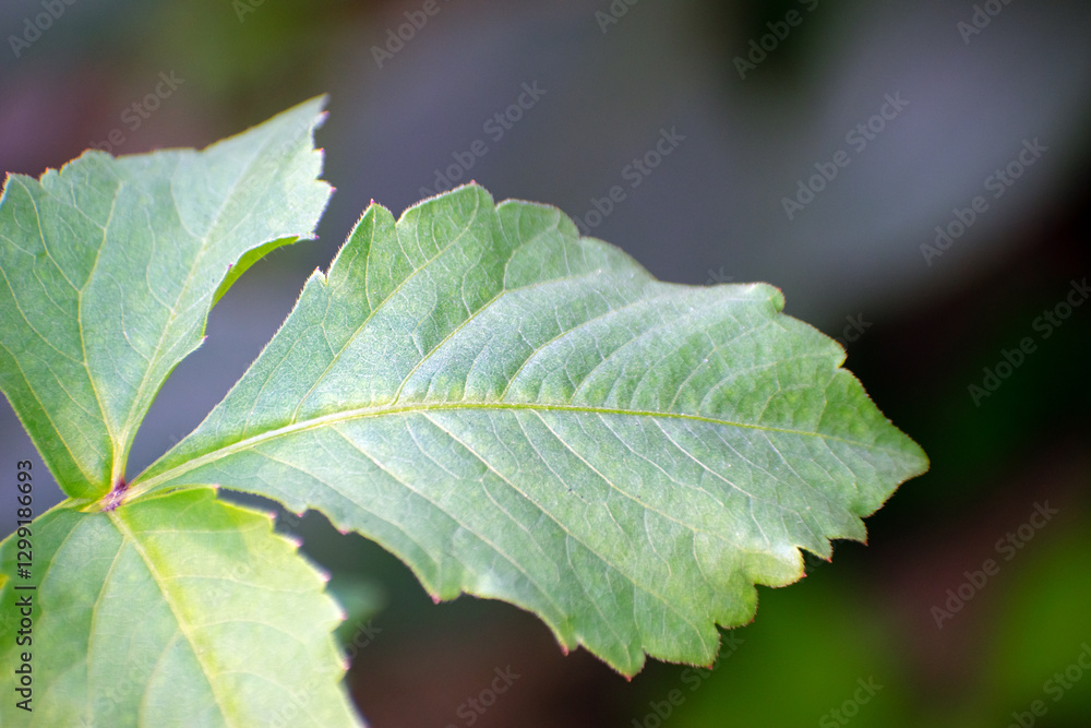 Dahlia pinnata dahlia leaves with lush green foliage in a garden. Dahlia pinnata dahlia leaves with lush green foliage in a garden.