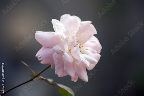 Delicate pink rose against a soft background with vibrant petals in a garden. photo