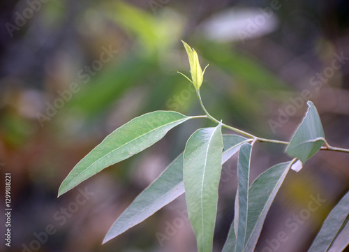 Eucalyptus robusta swamp mahogany leaves with lush green foliage in a garden.