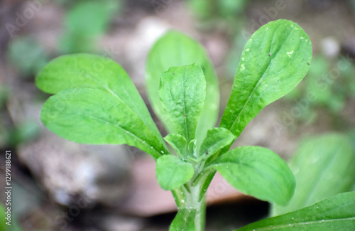 Wallpaper Mural Gamochaeta pensylvanica Pennsylvania cudweed tree with green leaves in a garden. Torontodigital.ca
