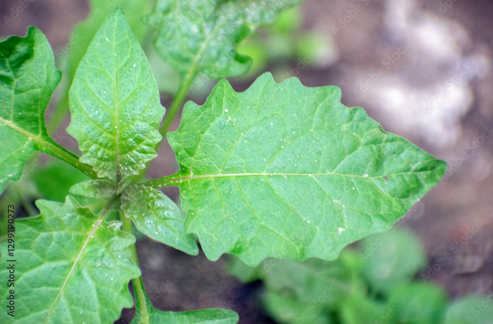 Solanum memphiticum green leaves with lush foliage in a garden. Solanum memphiticum green leaves with lush foliage in a garden.