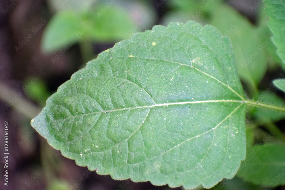 Tropical whiteweed leaf with lush green foliage in a garden. Tropical whiteweed leaf with lush green foliage in a garden.