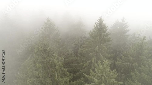 trees in the fog