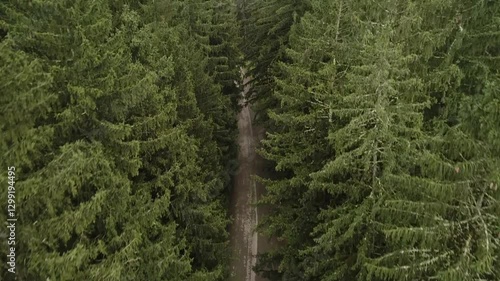 grass in the forest