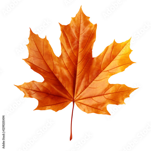 Wallpaper Mural autumn leaf isolated white and transparent background Torontodigital.ca
