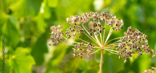 Ripening of dill seeds, umbelliferous plants