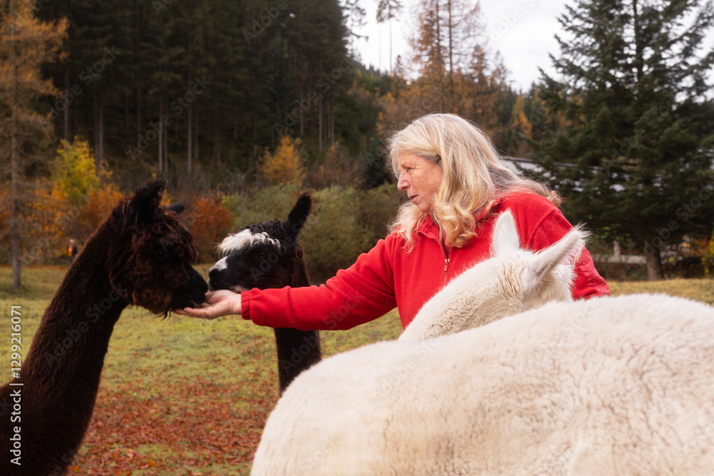 Elderly woman caring for alpacas in the Austrian countryside Elderly woman caring for alpacas in the Austrian countryside