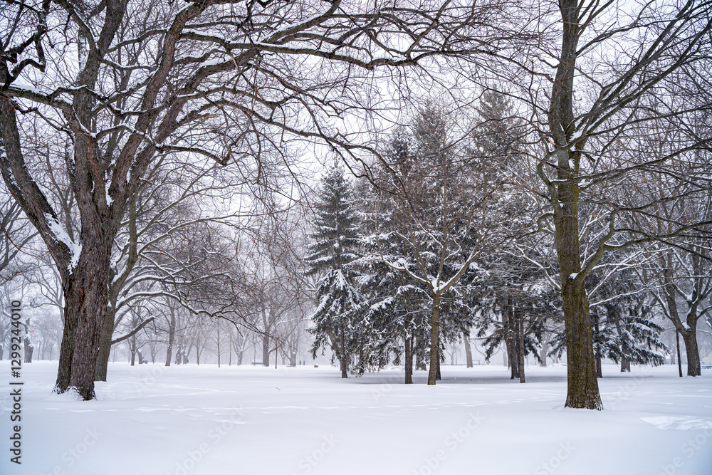 Fototapeta premium Winter storm view of snow-covered Coronation Park in Toronto.